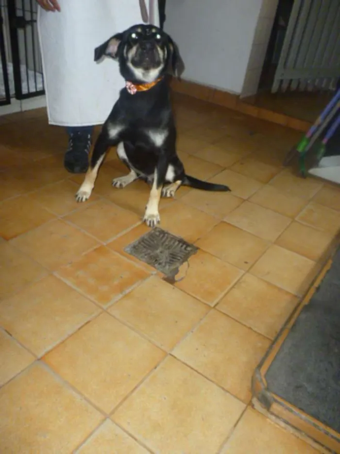 Cachorro ra a SRD idade 2 anos nome MILENA