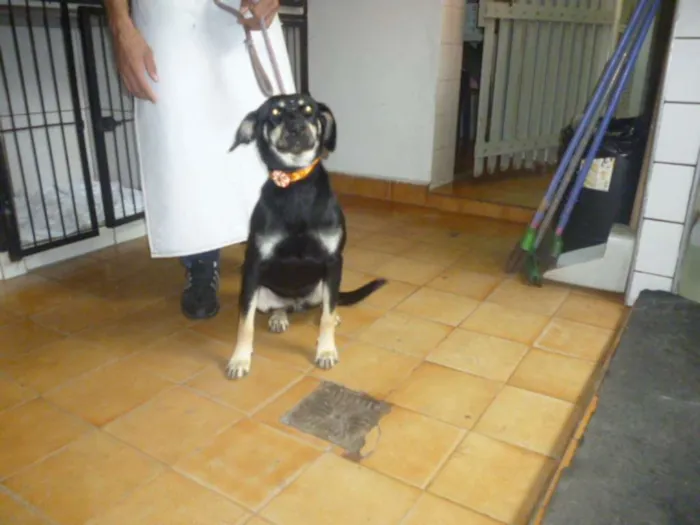 Cachorro ra a SRD idade 2 anos nome MILENA