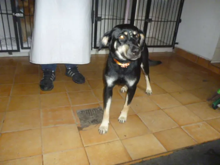 Cachorro ra a SRD idade 2 anos nome MILENA