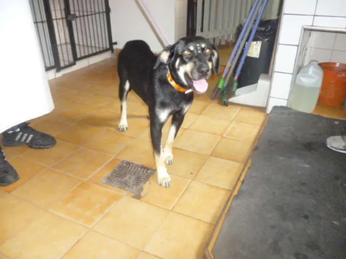 Cachorro ra a SRD idade 2 anos nome MILENA