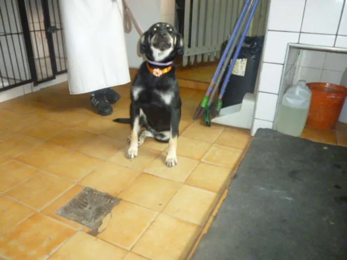 Cachorro ra a SRD idade 2 anos nome MILENA