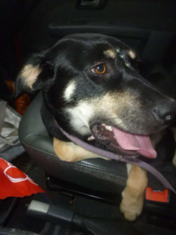 Cachorro ra a SRD idade 2 anos nome MILENA