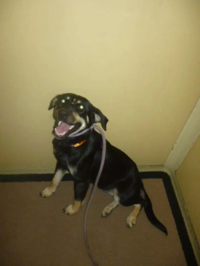Cachorro ra a SRD idade 2 anos nome MILENA