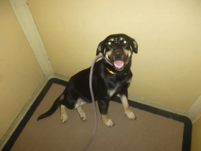 Cachorro ra a SRD idade 2 anos nome MILENA