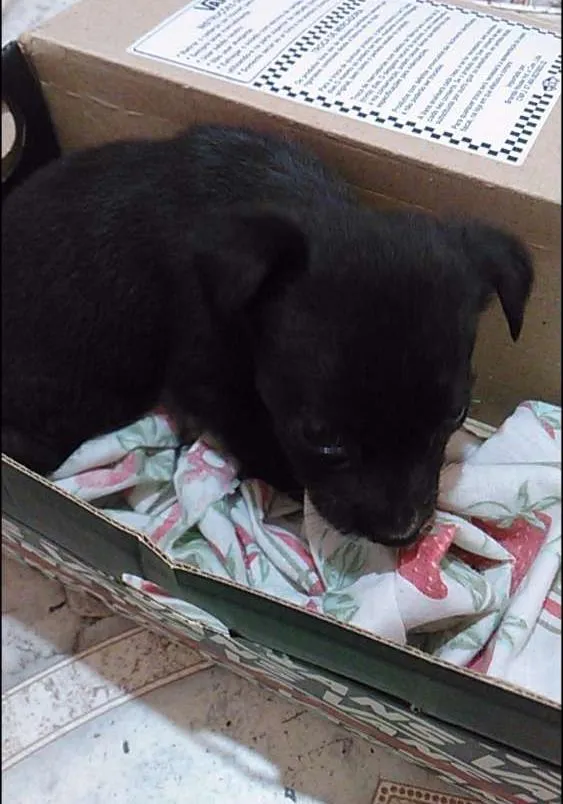 Cachorro raça vira-lata idade Abaixo de 2 meses nome mel