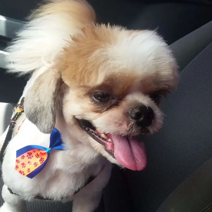 Cachorro ra a Shihtzu idade 3 anos nome Yuki