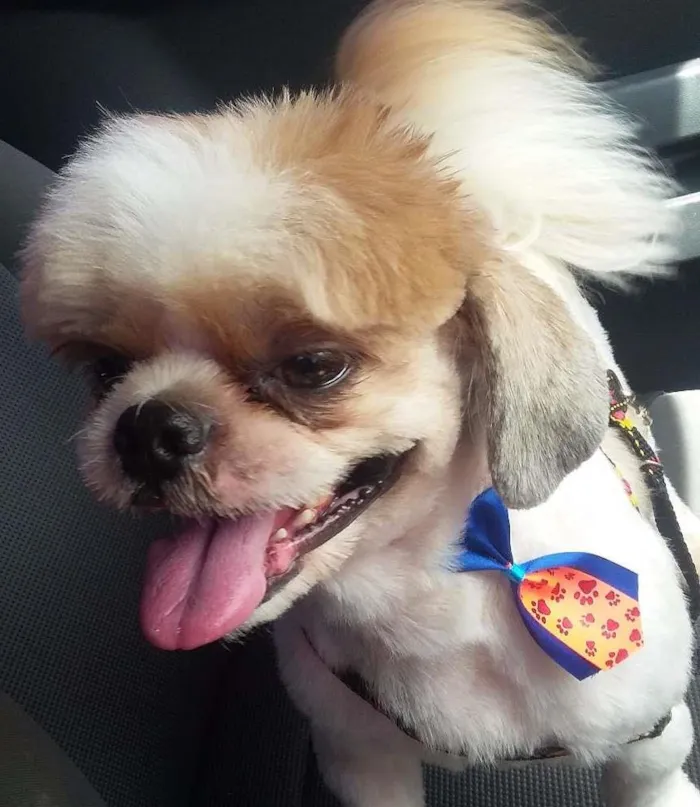 Cachorro ra a Shihtzu idade 3 anos nome Yuki