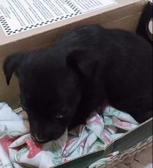 Cachorro raça vira-lata idade Abaixo de 2 meses nome mel