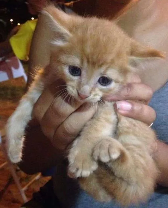 Gato ra a  idade Abaixo de 2 meses nome Não possui nome