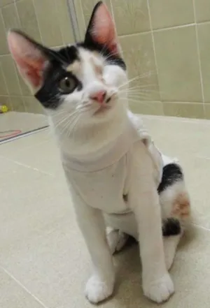 Gato raça SRD idade 2 a 6 meses nome Endora Kate