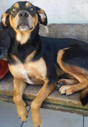 Cachorro raça SRD idade 2 anos nome Duda