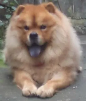 Cachorro raça Chow chow idade 3 anos nome FREUD (FROID)