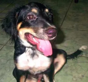 Cachorro raça Vira-lata idade 7 a 11 meses nome Nick