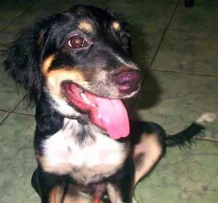 Cachorro ra a Vira-lata idade 7 a 11 meses nome Nick