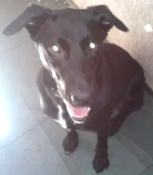 Cachorro raça Labrador idade 7 a 11 meses nome Bolt