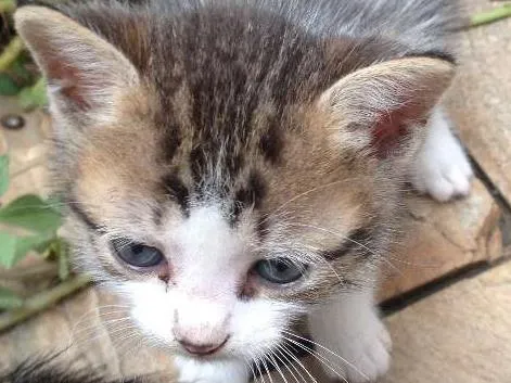 Gato raça  idade Abaixo de 2 meses nome manteguinha, lari e