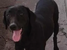 Cachorro raça Labradora idade 1 ano nome PRETINHA
