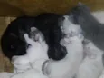 Gatos