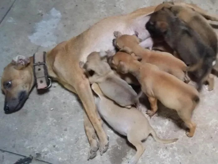 Cachorro raça não defenida idade Abaixo de 2 meses nome sem nome