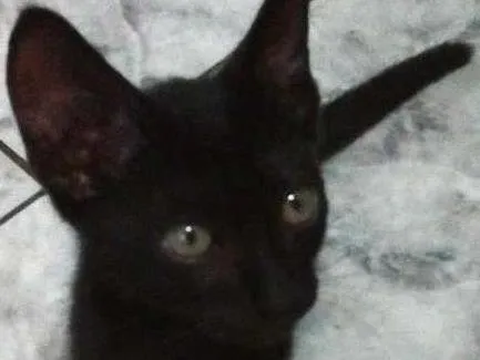 Gato ra a SRD idade 2 a 6 meses nome Napoleão