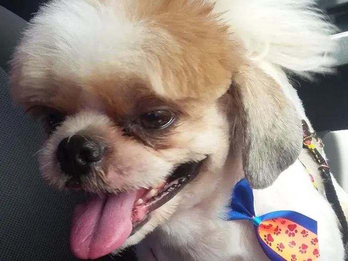 Cachorro ra a Shihtzu idade 3 anos nome Yuki