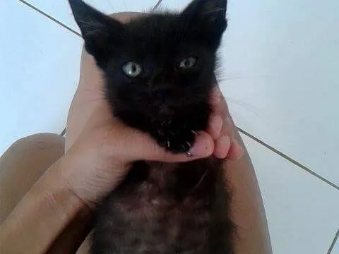 Gato raça mestiça idade Abaixo de 2 meses nome maria, luma, João e