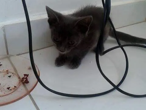 Gato raça mestiça idade Abaixo de 2 meses nome maria, luma, João e