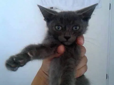 Gato raça mestiça idade Abaixo de 2 meses nome maria, luma, João e