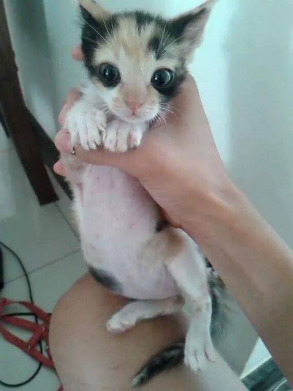 Gato raça mestiça idade Abaixo de 2 meses nome maria, luma, João e