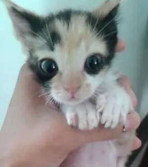 Gato raça mestiça idade Abaixo de 2 meses nome maria, luma, João e