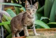 gata e filhotes