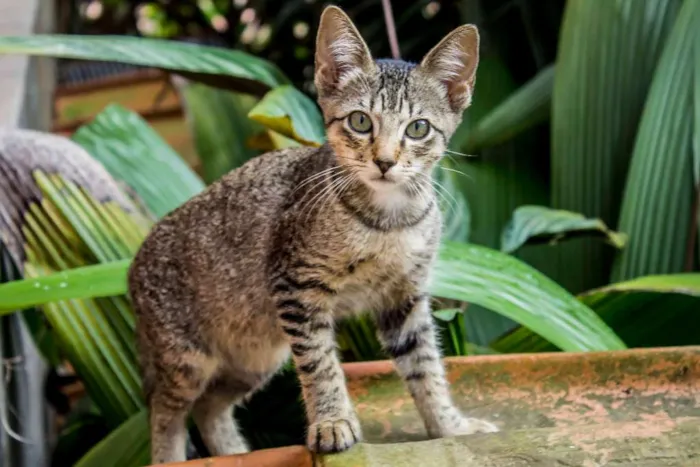 Gato ra a SRD idade Abaixo de 2 meses nome gata e filhotes