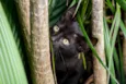 gata e filhotes