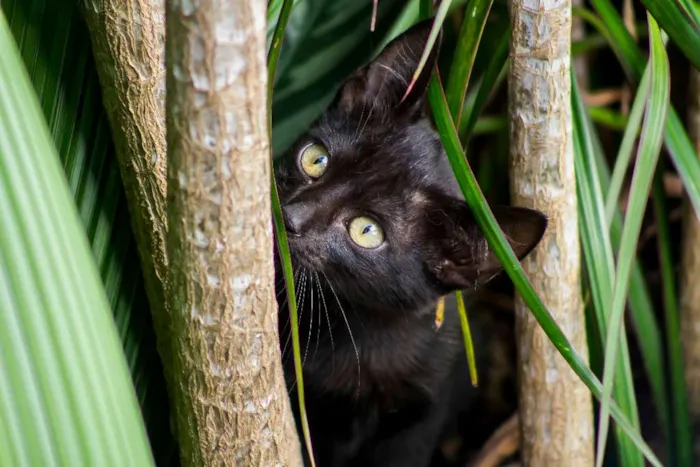 Gato ra a SRD idade Abaixo de 2 meses nome gata e filhotes