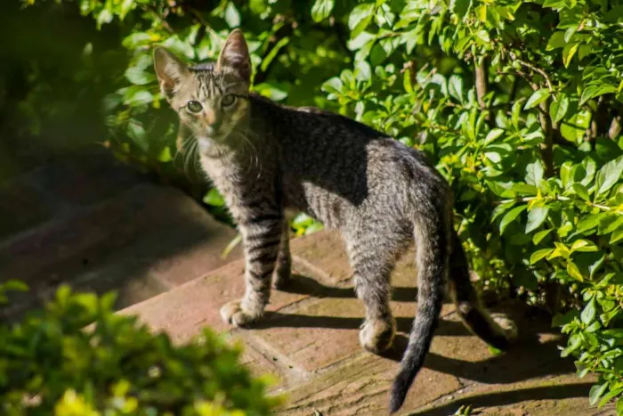 Gato ra a SRD idade Abaixo de 2 meses nome gata e filhotes