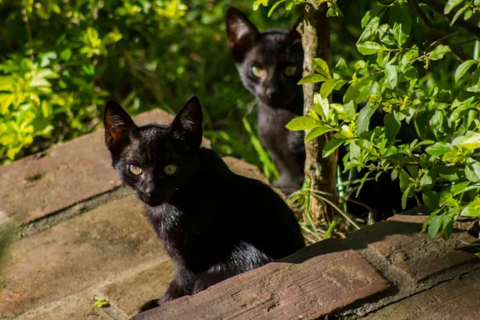 Gato ra a SRD idade Abaixo de 2 meses nome gata e filhotes