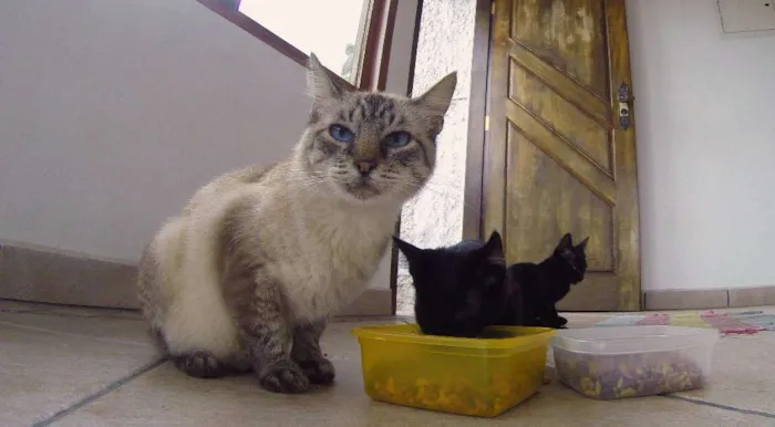 Gato ra a SRD idade Abaixo de 2 meses nome gata e filhotes