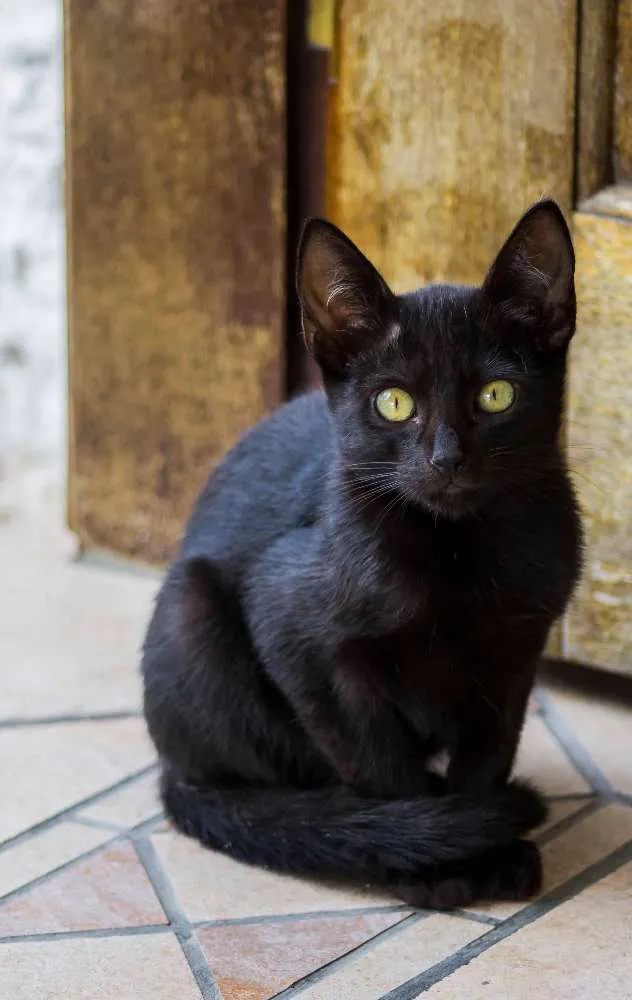 Gato ra a SRD idade Abaixo de 2 meses nome gata e filhotes