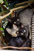 gata e filhotes