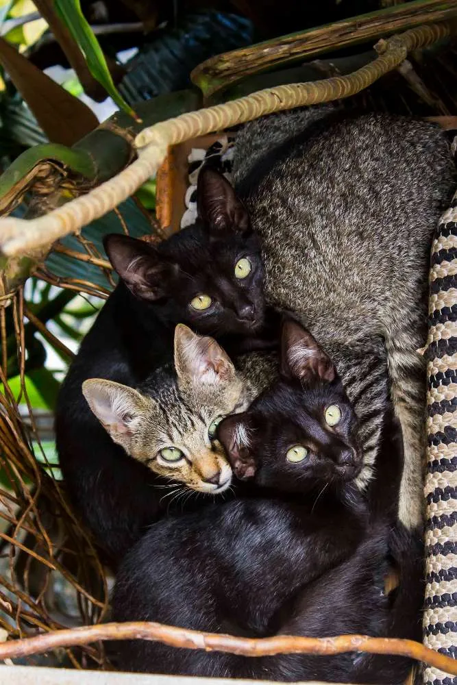 Gato ra a SRD idade Abaixo de 2 meses nome gata e filhotes