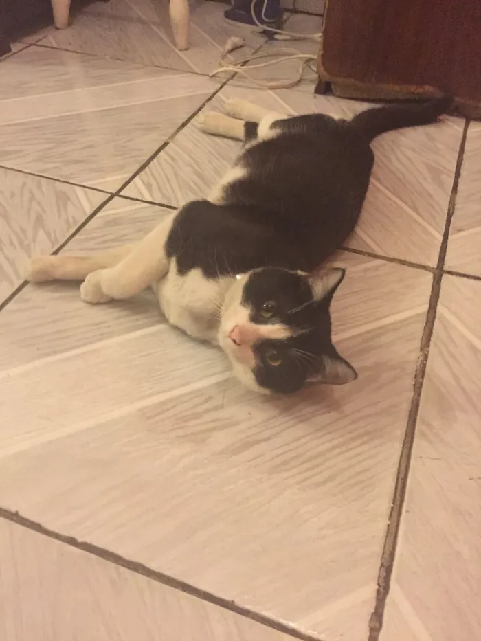 Gato ra a Vira-Lata idade 2 a 6 meses nome Benjamin