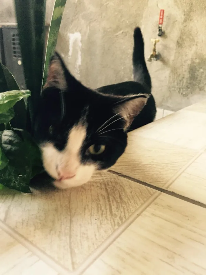 Gato ra a Vira-Lata idade 2 a 6 meses nome Benjamin