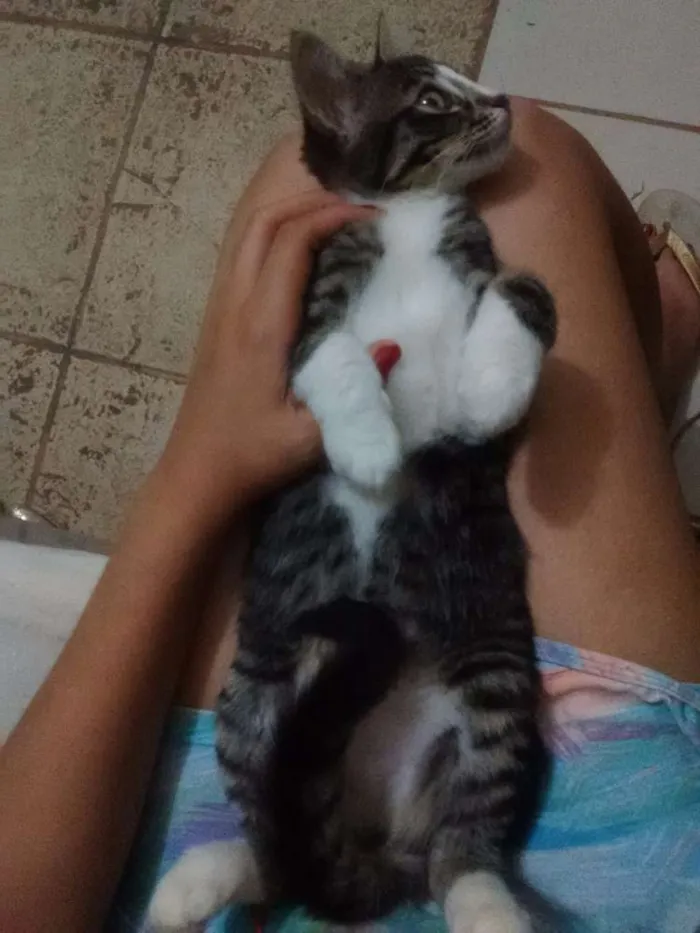 Gato ra a Indefinida idade 2 a 6 meses nome Gata de botas