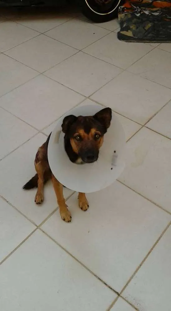 Cachorro ra a SRD idade 4 anos nome sem nome