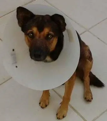 Cachorro ra a SRD idade 4 anos nome sem nome