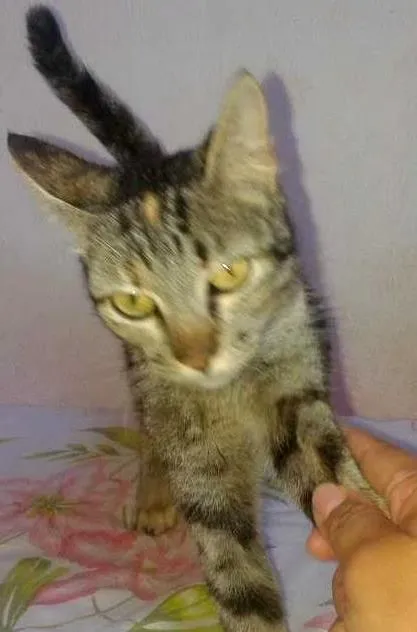 Gato ra a  idade 1 ano nome nao tem nome