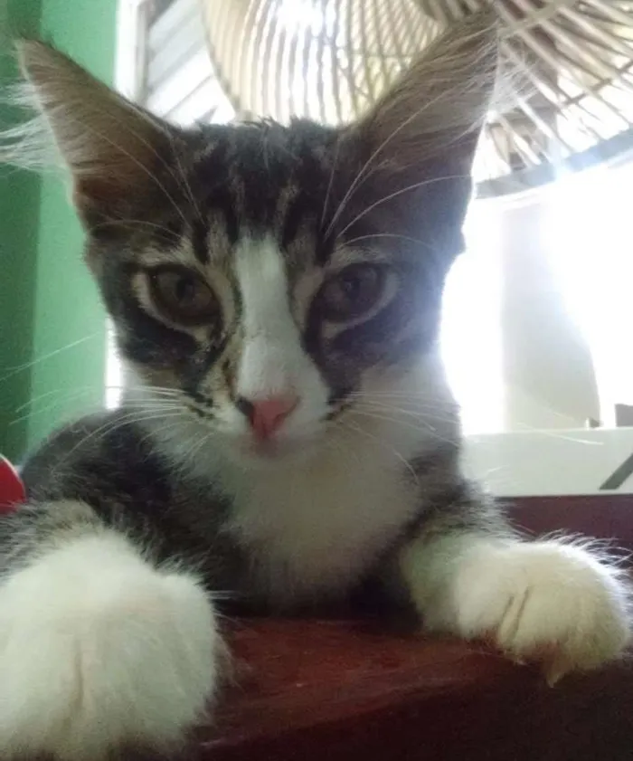 Gato ra a Indefinida idade 2 a 6 meses nome Gata de botas