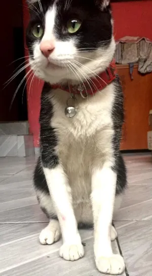 Gato raça Vira-Lata idade 2 a 6 meses nome Benjamin