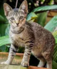 gata e filhotes