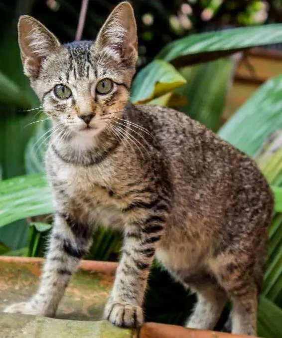Gato ra a SRD idade Abaixo de 2 meses nome gata e filhotes